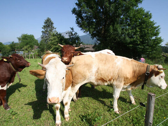 Aschauer Bachbauernhof